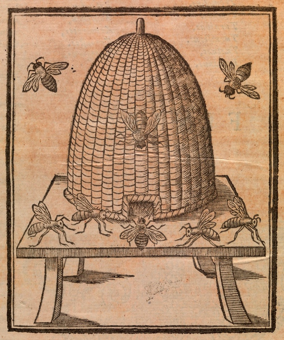 Muffet Insectorum, 1684